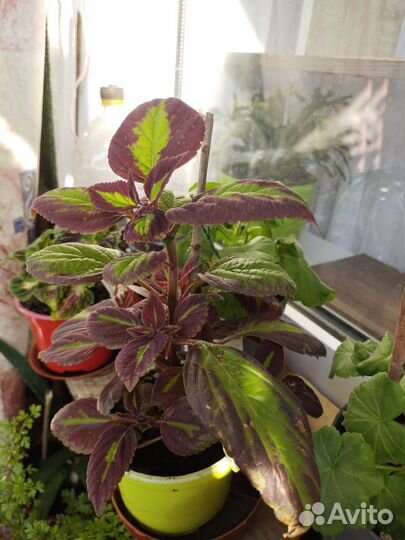 Комнатные цветы