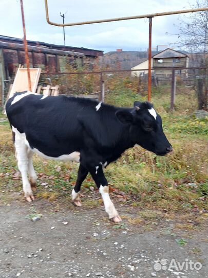 Телочка 8 мес