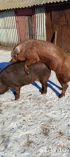 Хряк на случку