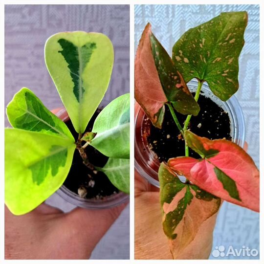 Сингониум Ред спот и Фикус Коконат крем брони нет