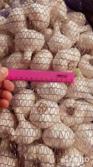 Чеснок Любаша