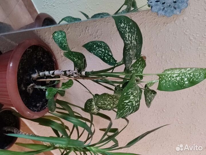 Диффенбахия