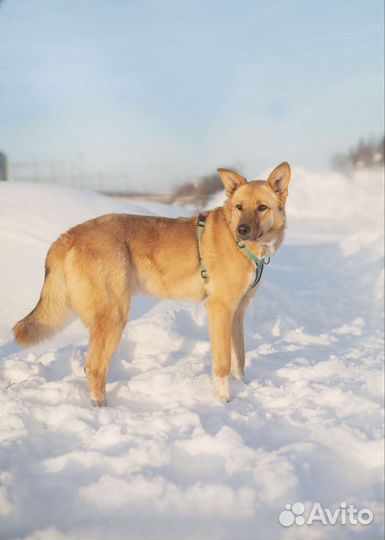 Солнечный мальчик Макс скучает в приюте, 3.5 года