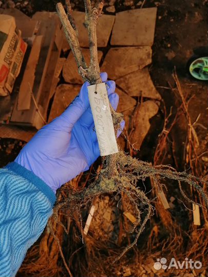 Саженцы винограда