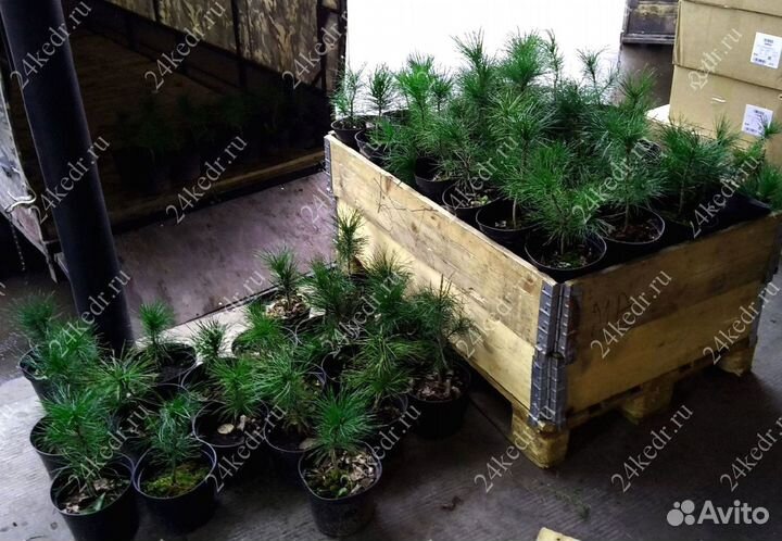 Саженцы сибирского кедра