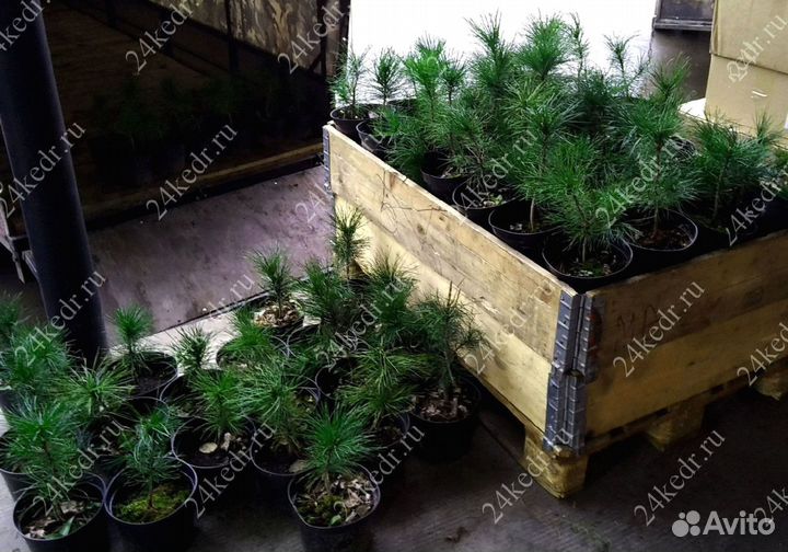 Сибирский кедр. Саженцы