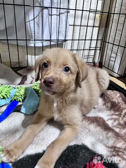 Девочка в добрые руки щенок