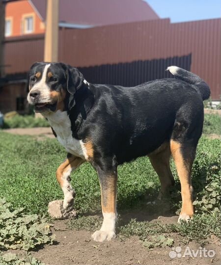 Швейцарский зенненхунд