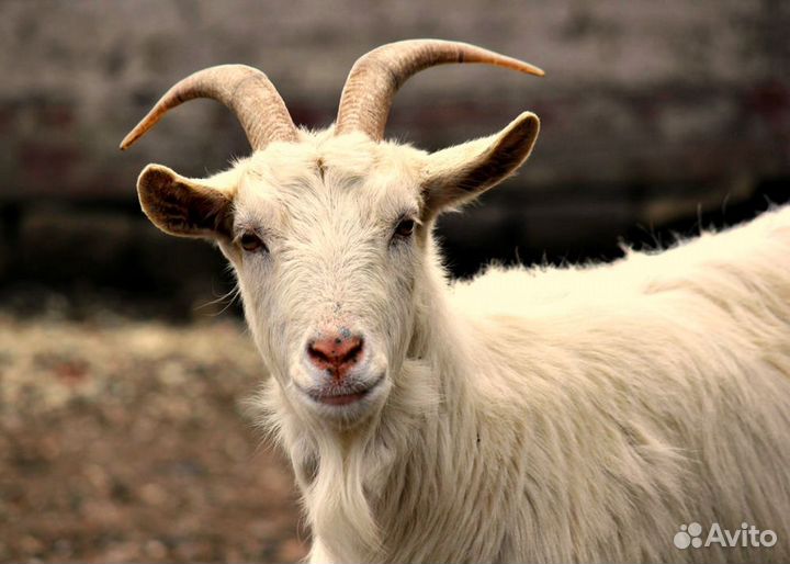 3 козы дойные