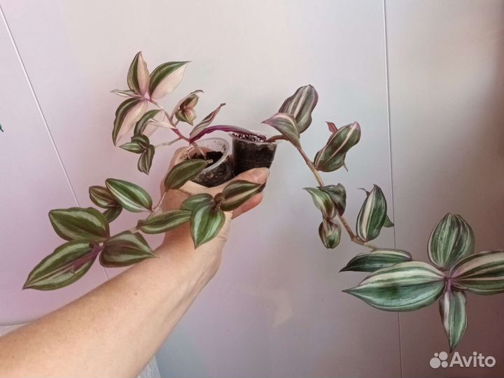 Каллизия,Дионея,монстеры