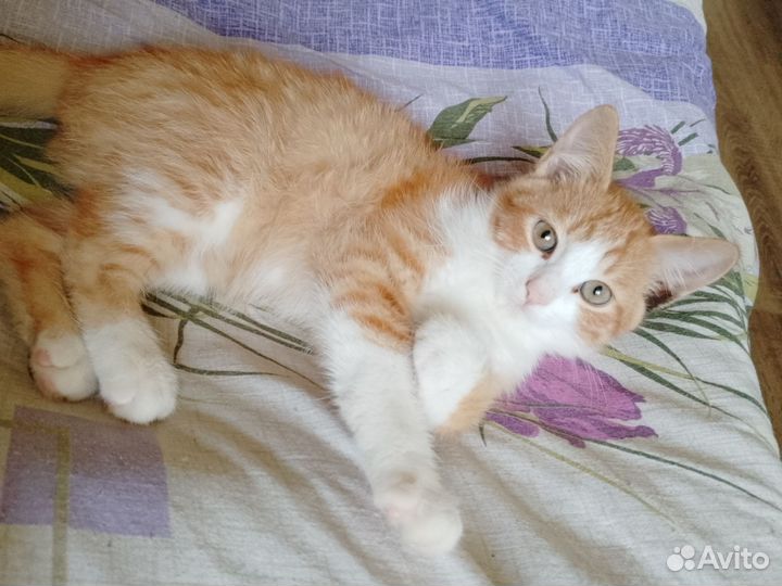 Отдам котëнка в добрые руки