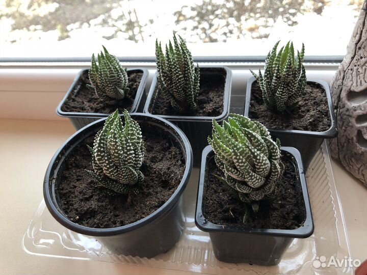 Хавортия рейнвардта