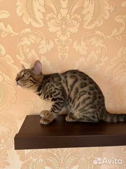 Бенгальский котёнок девочка