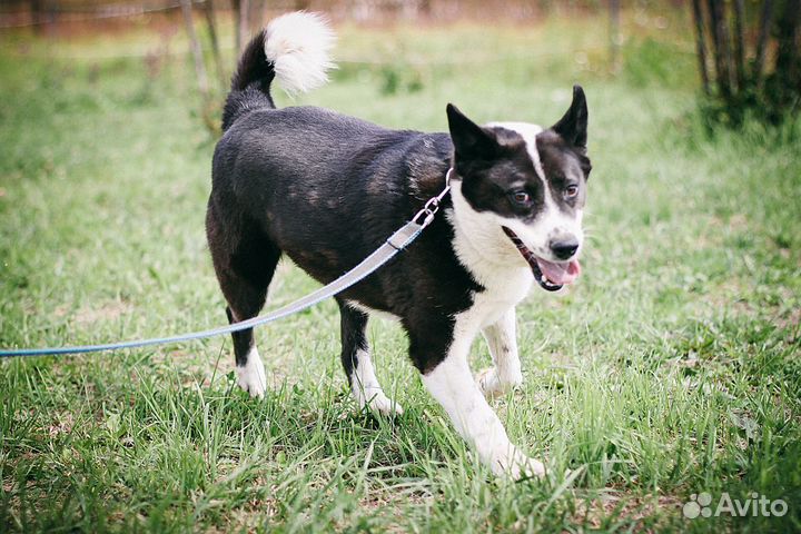 Русско-европейская лайка, метис в дар