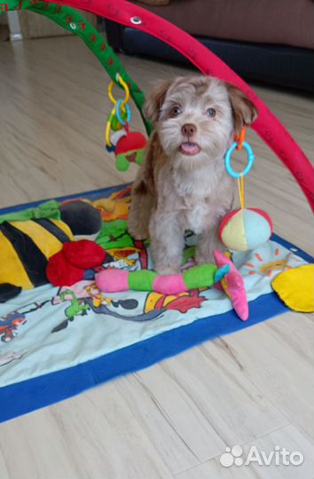 Мальтипу, super девочка