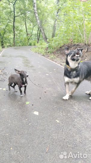 Отдам в добрые руки маленькую собаку