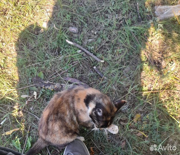 Кошка в добрые руки