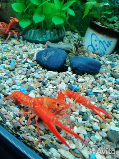 Калифорнийский(флоридский) красный рак аквариумный