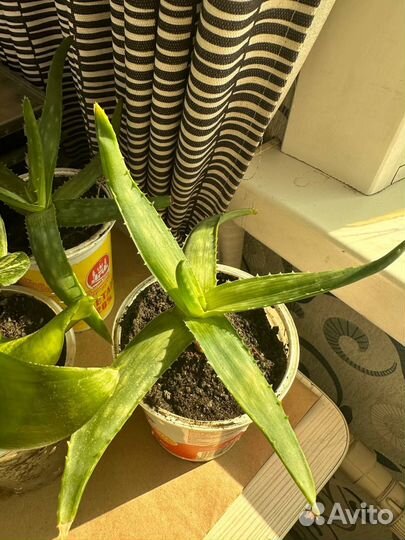 Алоэ сансевиерия отростки рассада саженцы