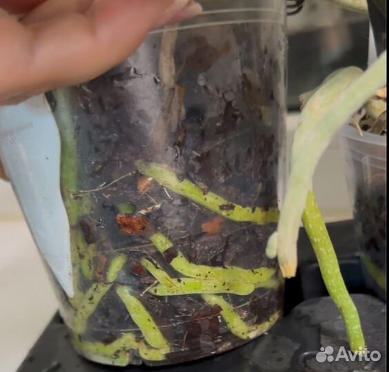 Орхидея фаленопсис