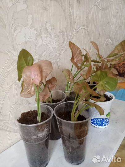 Диффенбахия, сингониум