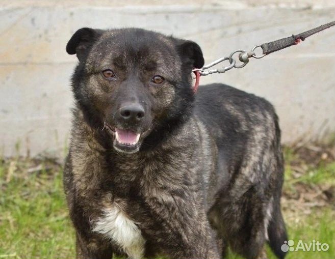 Плюшевая нежная Глашенька в добрые руки