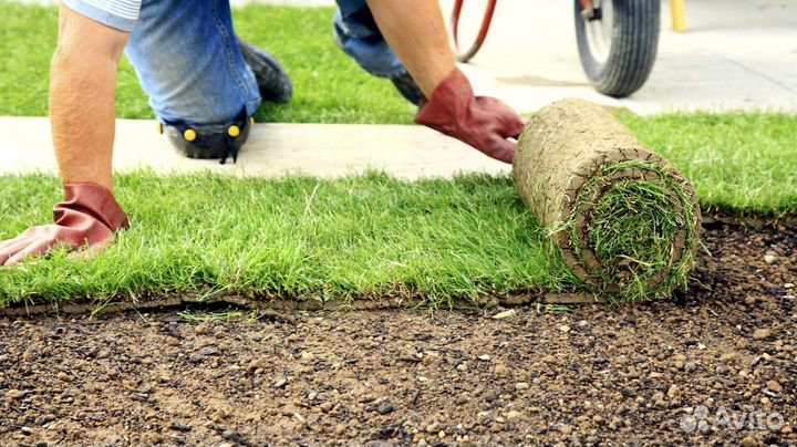 Рулонный газон с укладкой
