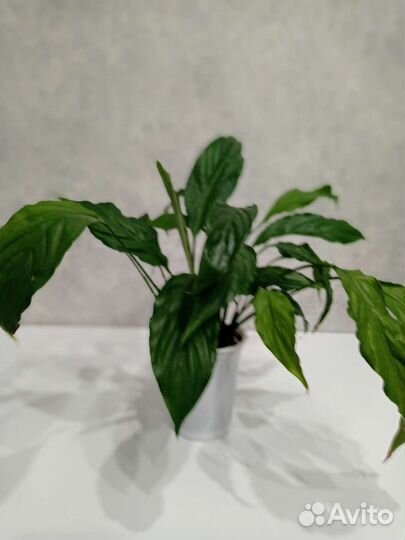 Комнатные цветы шефлера