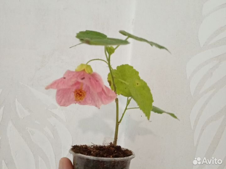 Абутилоны цветущие