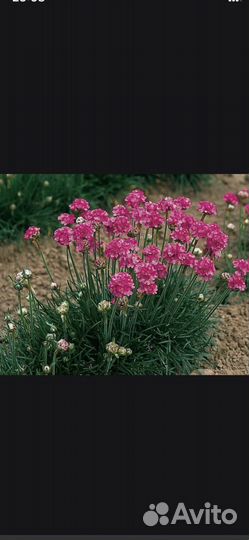 Растения для сада