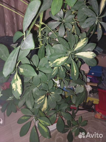 Комнатные цветы шефлера