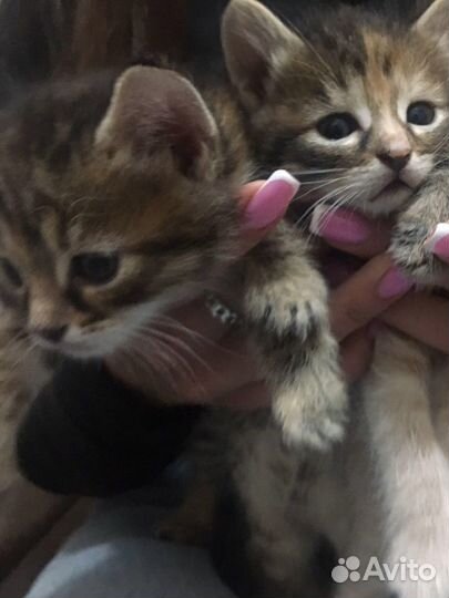 Котята в добрые руки бесплатно