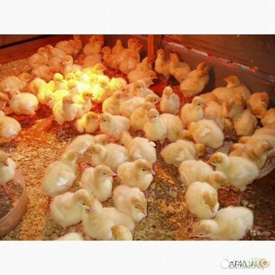 Суточный и подрощенный бройлер и индюк. Импорт