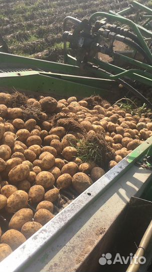 Картофель крупный продовольственный на хранение