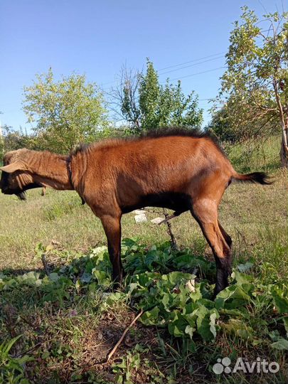 Козел покрытие