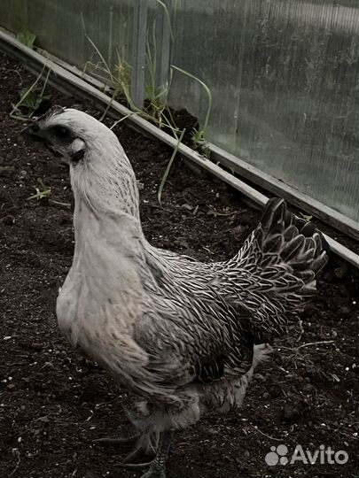 Лакеданзи (семья) 5мес