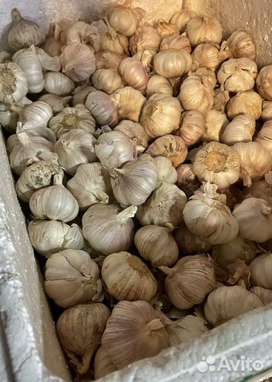 Чеснок на хранение