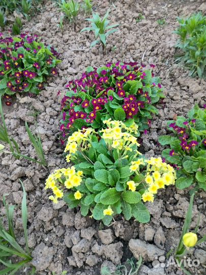 Многолетние садовые цветы