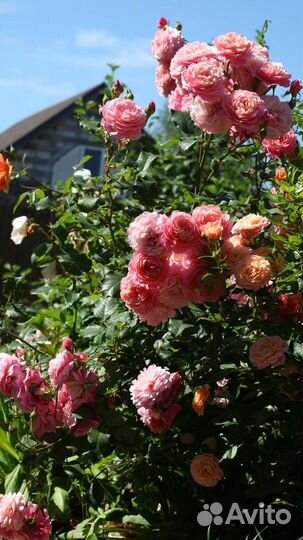Саженцы роз собственной прививки