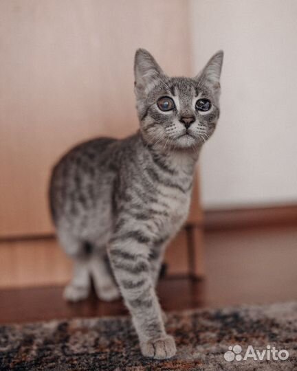 Полуслепые котята в добрые руки