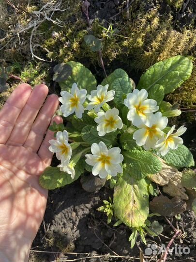 Цветы примула