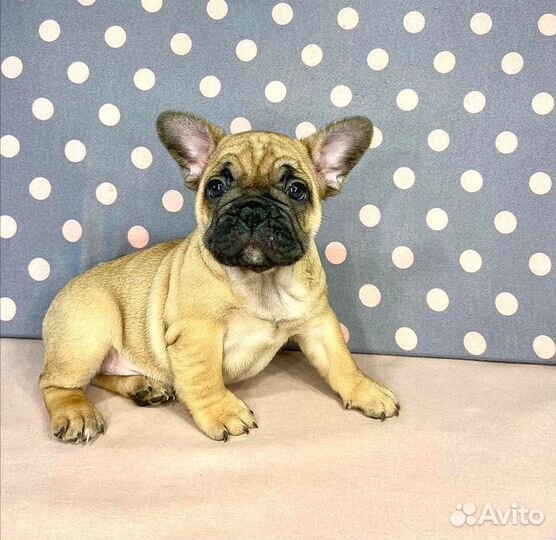 Французский бульдог рыжие щенки