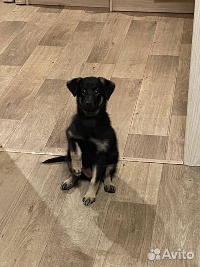 Щенок в добрые руки