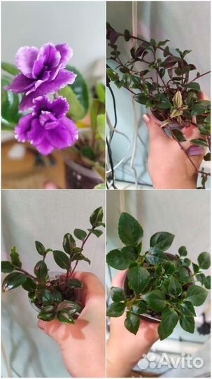 Комнатные растения цветы