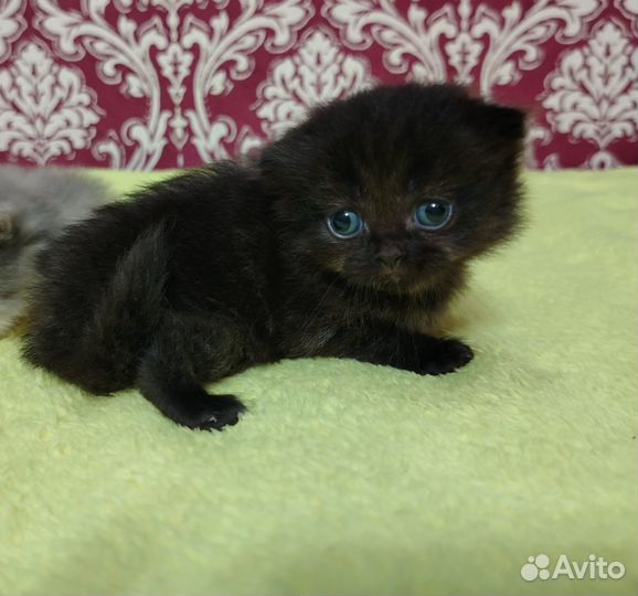 Котята хайленд фолд