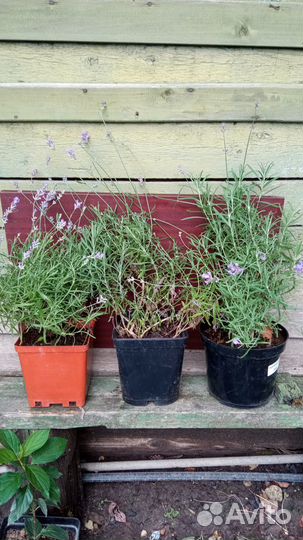 Лаванда саженцы