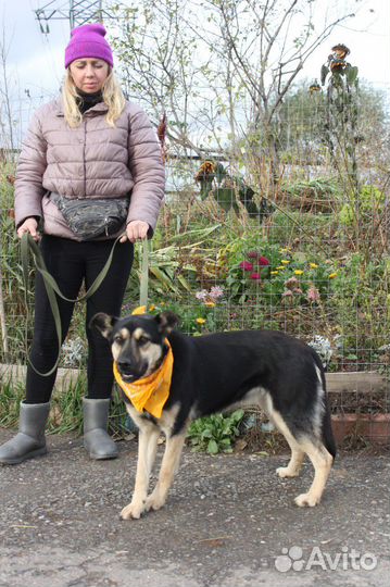 Молодая собака стала не нужной