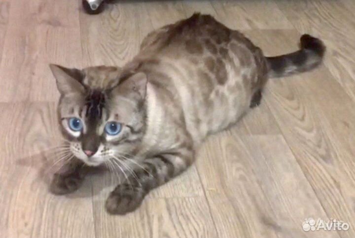 Бенгальская кошка Ракси взрослая