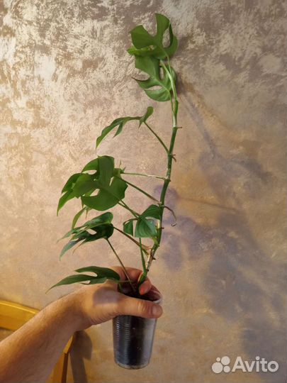 Рафидофора тетрасперма