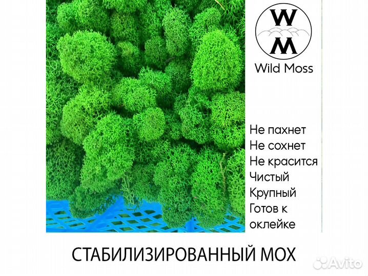 Стабилизированный мох